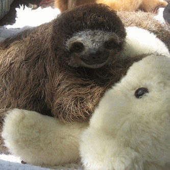 Sloth (USA-2) : I Gotta Lay Down